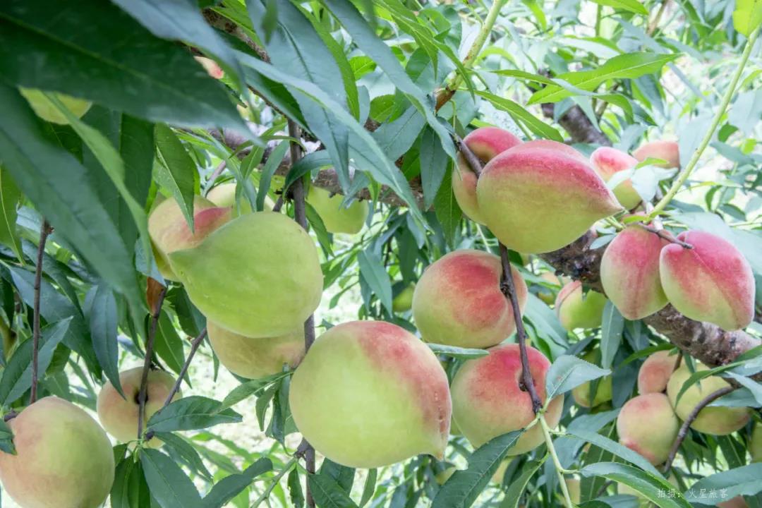 亲农好物｜翁源鹰嘴桃，，，，，，，，好吃“桃”不掉！